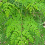 Tüplü (Moringa Oleifera)‏ Mucize Moringa Ağacı Fidanı (20-40 cm)