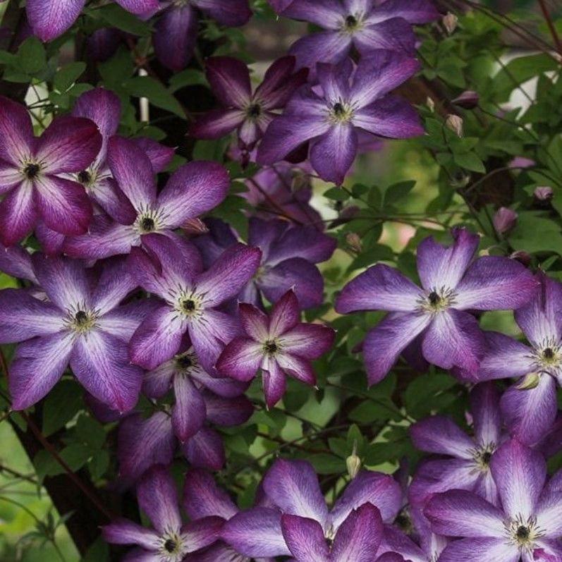 Night Veil Clematis Orman Sarmaşığı Fidanı