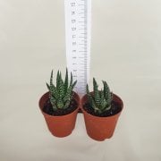 Özel Çeşit Haworthia Reinwardtii Zebra Wart Sukulent (5.5 Luk Saksıda)