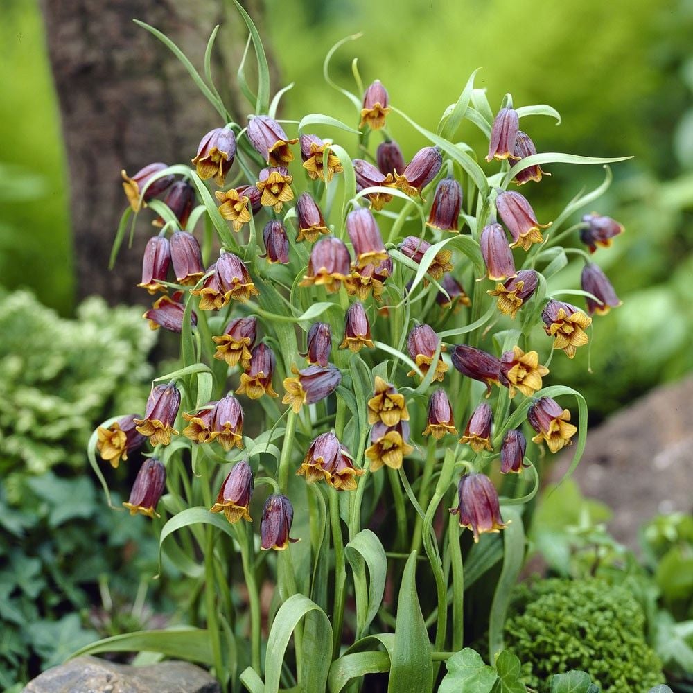 Fritillaria Uva - Vulpis Ters Lale Soğanı(2 adet)