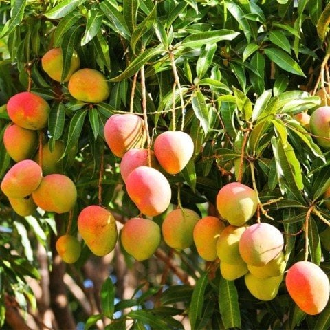 Tüplü Aşılı Mango Fidanı (Meyve Verme Durumunda)