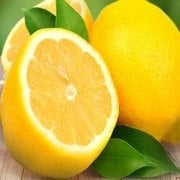 Tüplü Soğuklara Dayanıklı Yarı Bodur Nadir Kütdiken Limon Fidanı