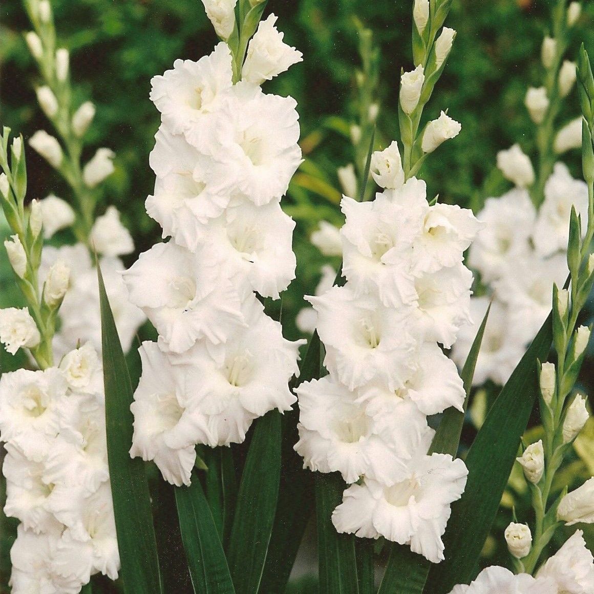 Gladiolus Serena Beyaz Glayör Çiçeği Soğanı (4 adet)