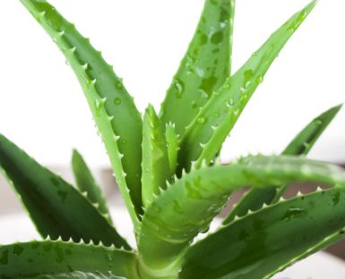 Aloe Vera Tohumu(5 tohum)