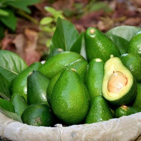 Tüplü Salkım İri Meyveli Ettinger Avokado Fidanı