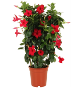 Tüplü Mixed Mandevilla Çiçeği Fidanı (20-40 cm 5 adet)