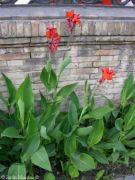 Kırmızı Hindistan Tesbih Çiçeği Tohumu(5 tohum)