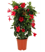 Tüplü Mixed Mandevilla Çiçeği Fidanı (20-40 cm 20 adet)