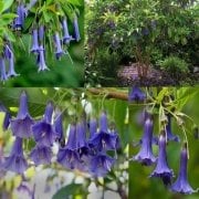 Mavi Renkli Meleklerin Borazanı Çiçeği Fidanı(5-10 cm)