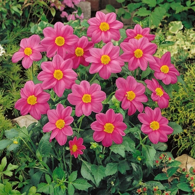 Miracle Bodur Mignon Rose Dahlia Yıldız Çiçeği Tohumu (80 tohum)
