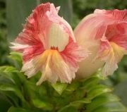 COSTUS guaniensis Çiçeği Tohumu(5 tohum)
