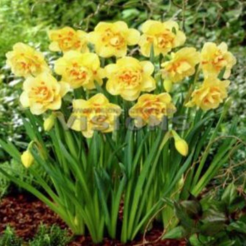 Sarı Renkli Martinette Nergis Soğanı