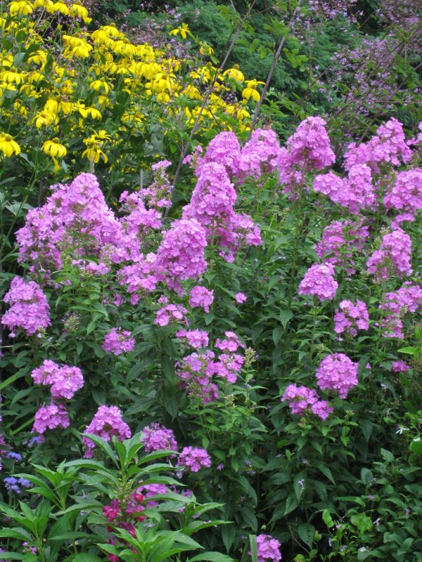 Wild Sweet William Floks Çiçeği Tohumu(30 tohum)