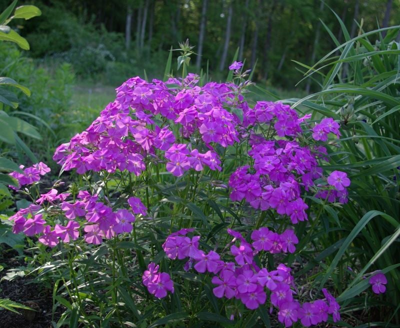 Marsh Phlox Çiçeği Tohumu(5 tohum)