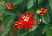 Kırmızı Çiçekli Passiflora Çiçeği Tohumu (5 tohum)
