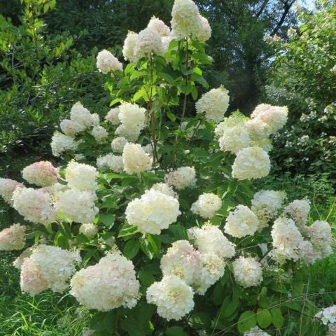 Soğuklara Dayanıklı Hydrangea Anomala Silver Dollar Ortanca Fidesi