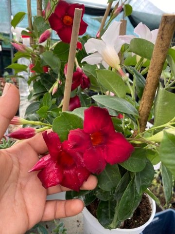 Tüpü Kırmız Çiçekli Mandevilla Çiçeği Fidanı (60-100cm)