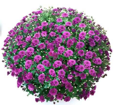 Özel Seri Bransmart Purple   Kasımpatı Krizantem Çiçeği Fidesi (1 Adet)