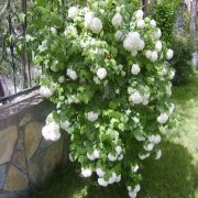 Tüplü Kartopu Viburnum Lucidum Fidanı (40-60 cm)