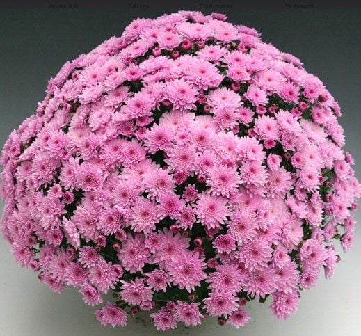 Özel Seri Branfountain Pink Kasımpatı Krizantem Çiçeği Fidesi (1 Adet)