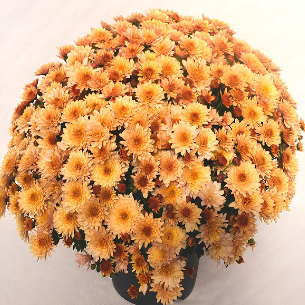 Özel Seri Branfountain Apricot Kasımpatı Krizantem Çiçeği Fidesi (1 Adet)