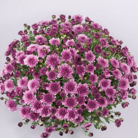 Özel Seri Branfountain Purple  Kasımpatı Krizantem Çiçeği Fidesi (1 Adet)