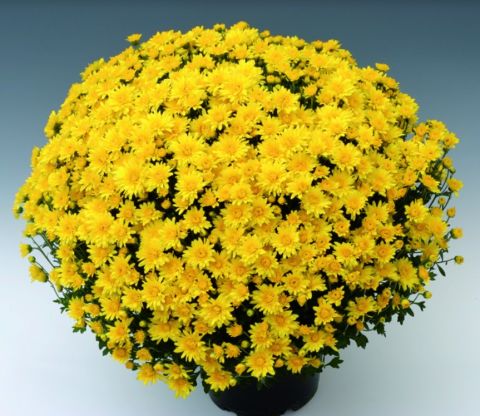 Özel Seri Branroyal Yellow Kasımpatı Krizantem Çiçeği Fidesi (1 Adet)