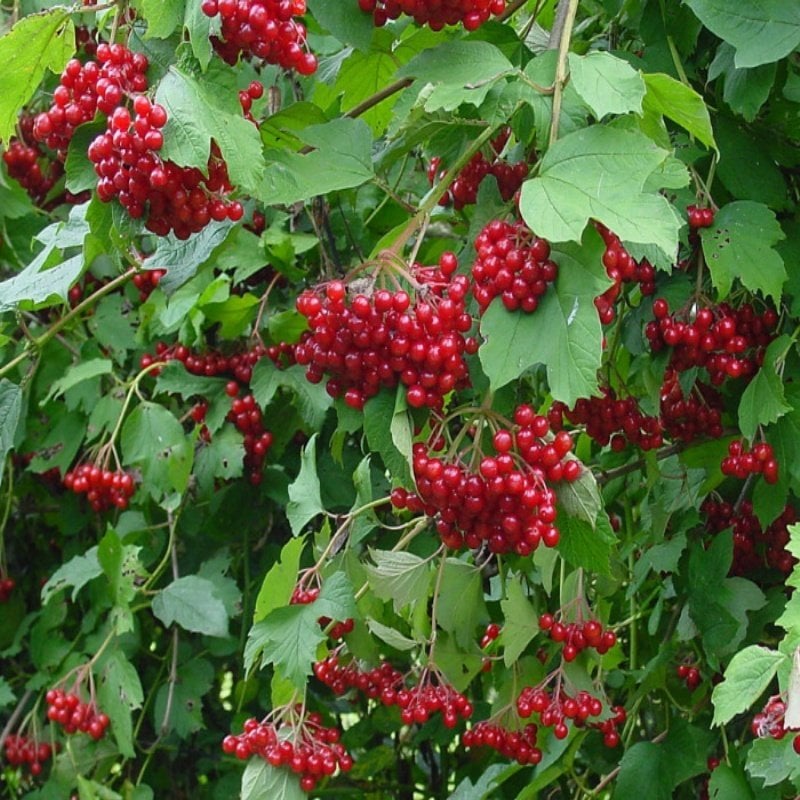 Girebolu Gilaboru Gilaburu,Girabolu Tohumu (5 Tohum)