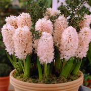 Hyacinthus China Pink Pembe Sümbül Soğanı