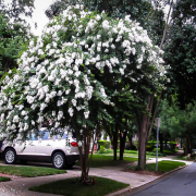 Lagerstromia İndica Beyaz Renkli Oya Ağacı Fidanı (80-120 cm)