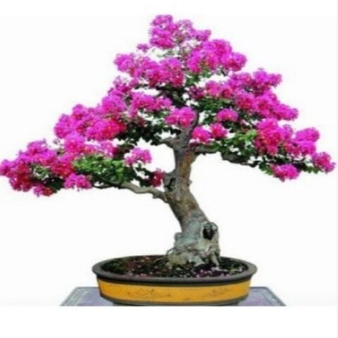 Bonsai İçin Uygun Erguvan Ağacı Tohumu (5 tohum)