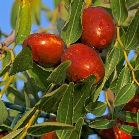 Tüplü İri Meyveli Hünnap Fidanı (100-200 CM Seneye Meyve Verir)