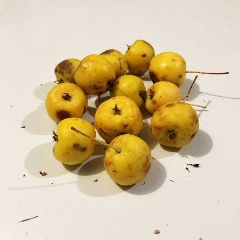 Tüplü Geycek Dağ Elması Geyik Elması Fidanı (60-100 cm)