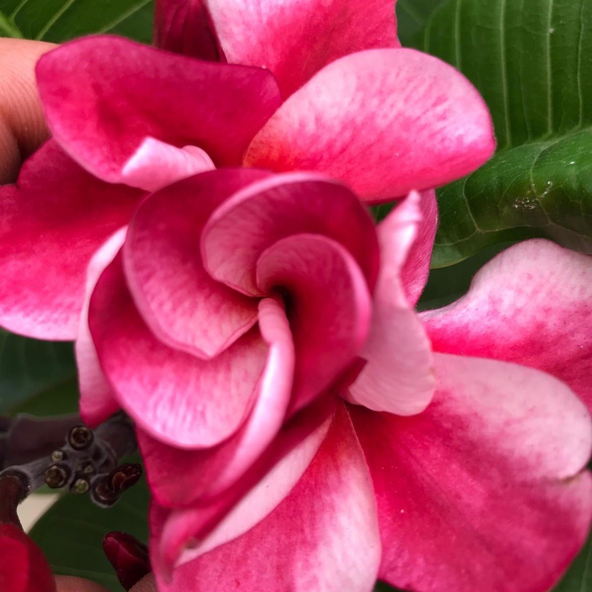 Tüplü Özel Renk Pembe Plumeria Amerikan Fulu Fidanı (100-200cm)