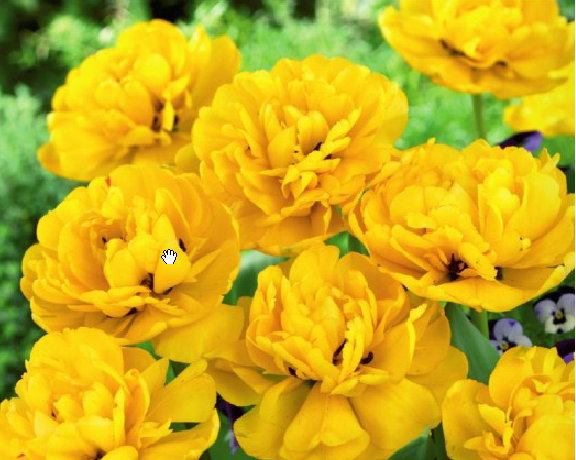 Yellow Pomponette Sarı Lale Soğanı ( 5 adet)