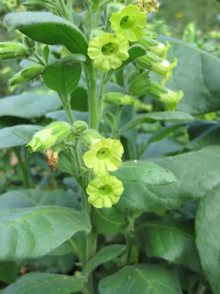 Midewiwan Sacred Tobacco Çiçeği Tohumu(40 tohum)