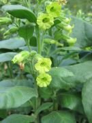 Midewiwan Sacred Tobacco Çiçeği Tohumu(40 tohum)