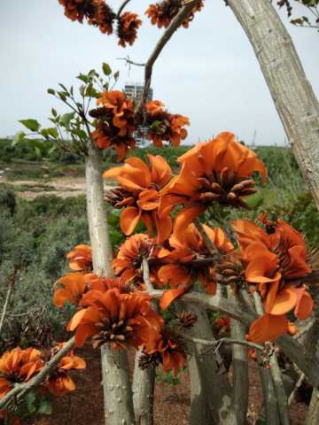 Erythrina Caffra Mercan Ağacı Fidanı Özel Çeşit(30-60cm)