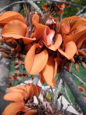 Erythrina Caffra Mercan Ağacı Fidanı Özel Çeşit(30-60cm)