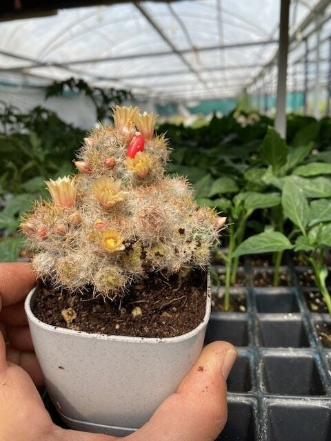 Mammillaria Prolifera Scarlet Kaktüs Lüks Saksıda Beyaz-Sarı Çiçekli