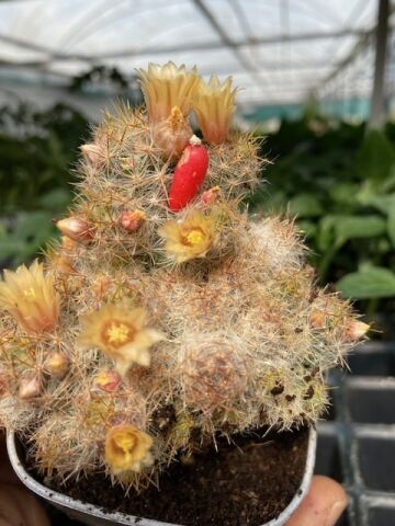 Mammillaria Prolifera Scarlet Kaktüs Lüks Saksıda Beyaz-Sarı Çiçekli