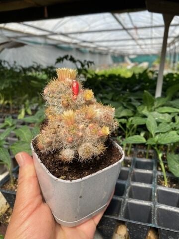 Mammillaria Prolifera Scarlet Kaktüs Lüks Saksıda Beyaz-Sarı Çiçekli