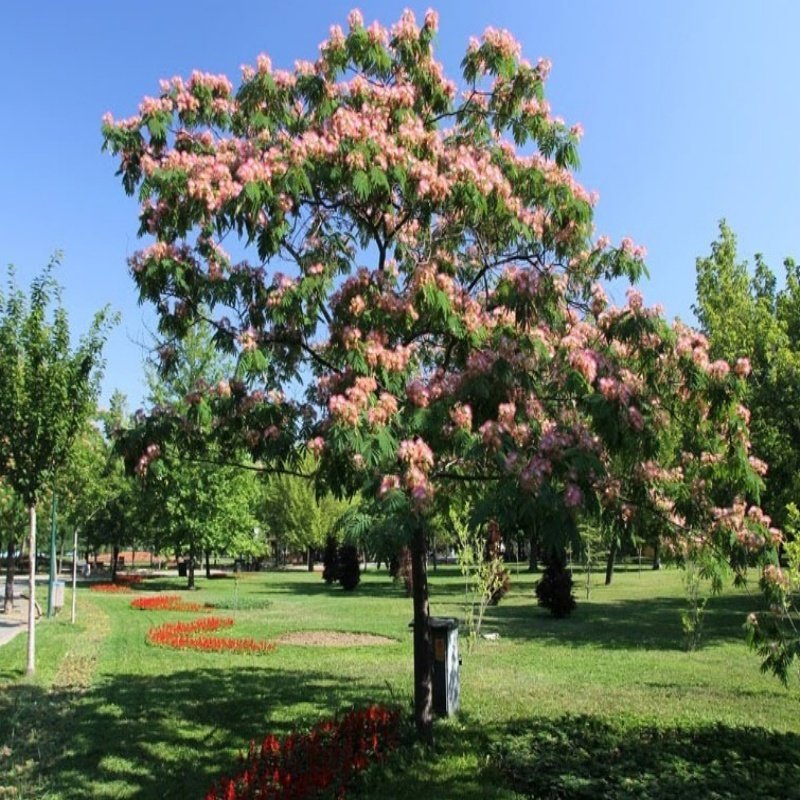 Tüplü Gülibrişim İpek Ağacı Fidanı (150-250 cm)