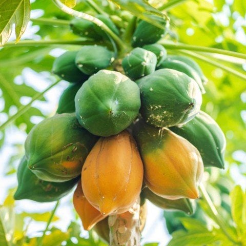 Papaya(Ağaç Kavunu) Fidanı (30-60 cm)
