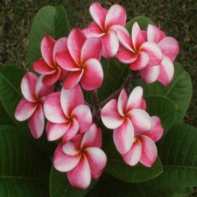 Yoğun Kokulu Elsie Plumeria Fidanı (100-200cm)