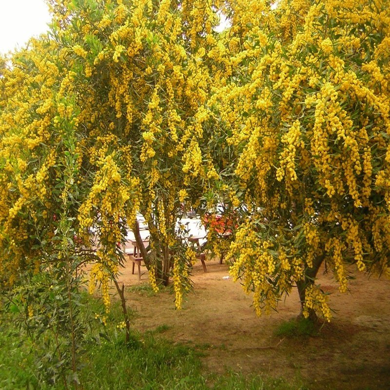 Tüplü Mimoza Fidanı (30-50 cm)