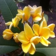 Yoğun Kokulu İnca Gold Amerikan Fulu Plumeria Fidanı(100-200cm)