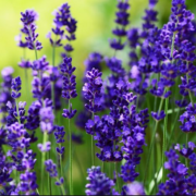 Lavandula angustifolia Ellagance Purple Lavanta Fidesi (5 adet)