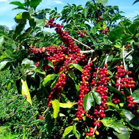 Tüplü Kendine Verimli Coffea Arabica Kahve Fidanı(8.5 Luk Lüks Saksıda) En az 8 Yavrulu