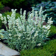Lavandula Angustifolia White Scent Early Lavanta Çiçeği Fidesi (5 adet)